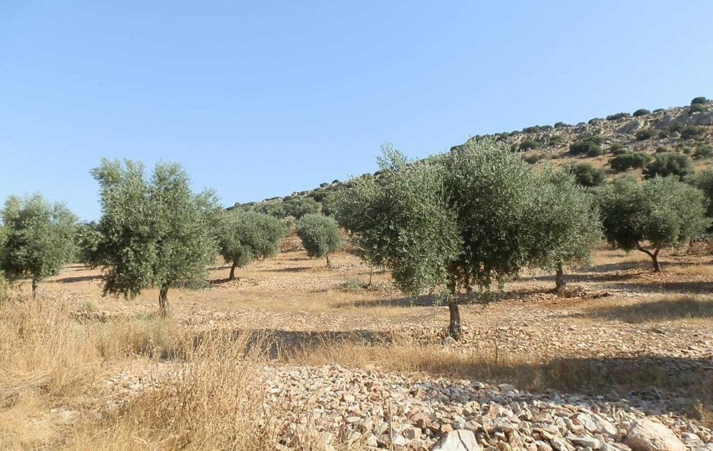 685_fincas-en-venta-063