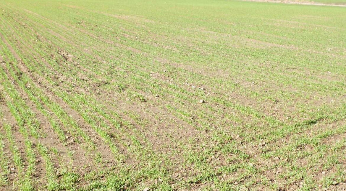 687_fincas-en-venta-115