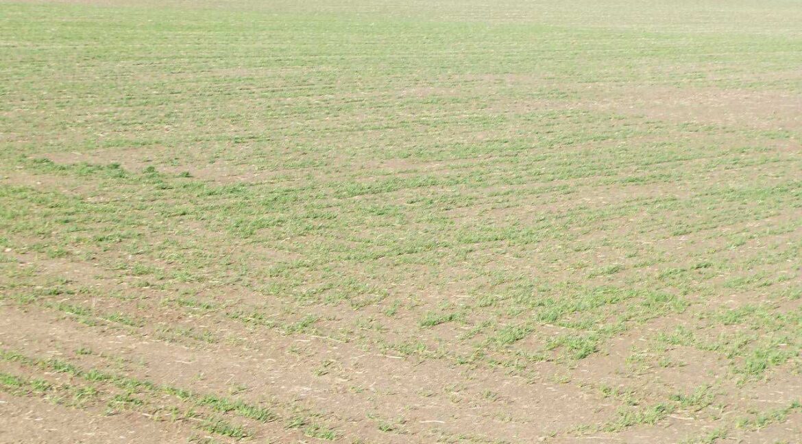 687_fincas-en-venta-124