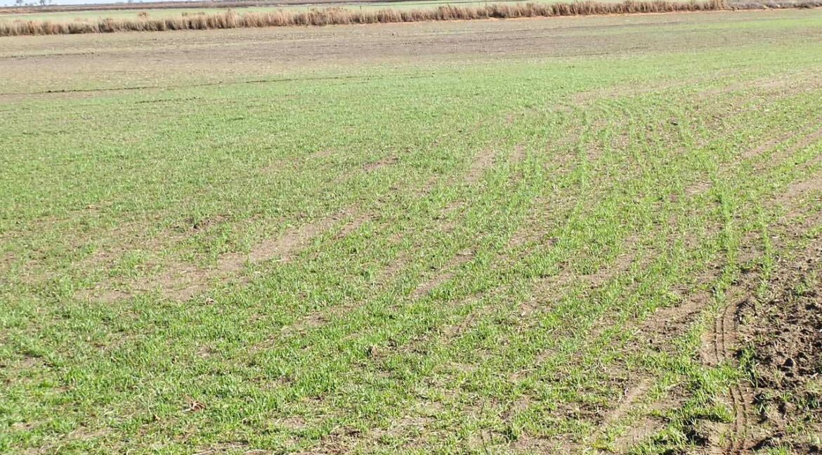 687_fincas-en-venta-126