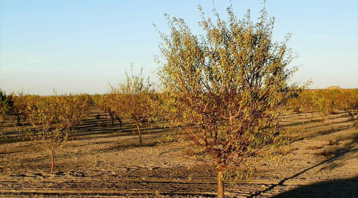 687_fincas-en-venta-130