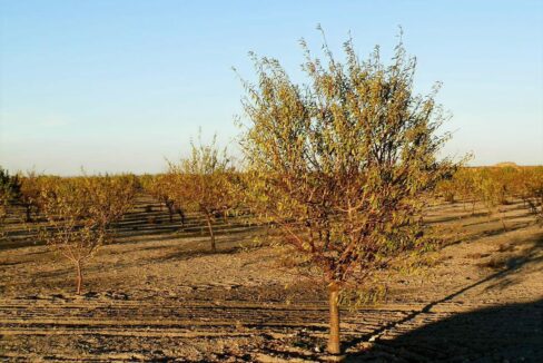 687_fincas-en-venta-130