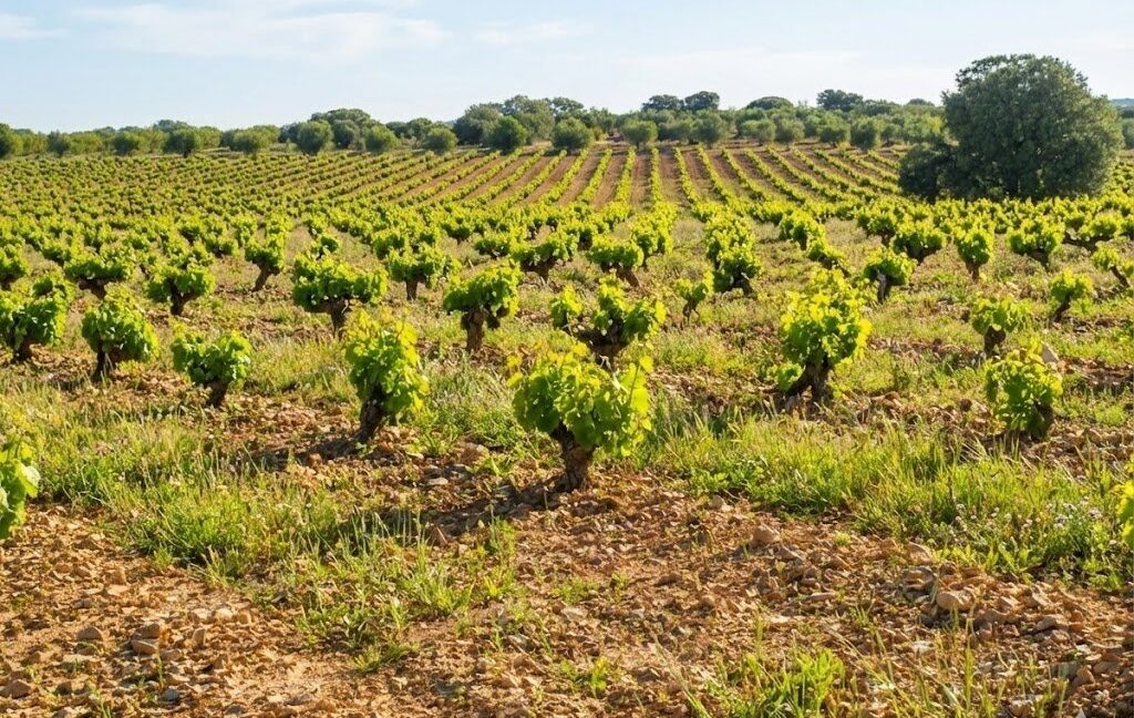 689_fincas-en-venta-04