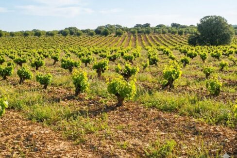 689_fincas-en-venta-04