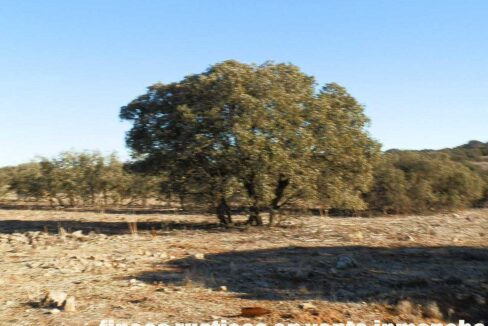 689_fincas-en-venta-16