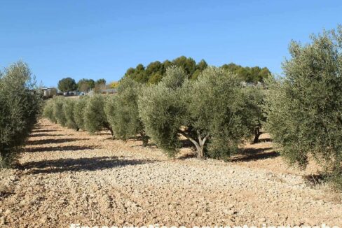 690_fincas-en-venta-60