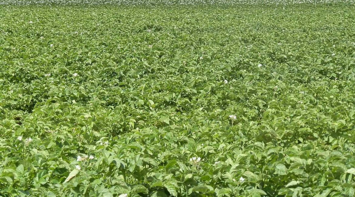 691_fincas-en-venta-42