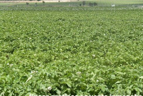 691_fincas-en-venta-42