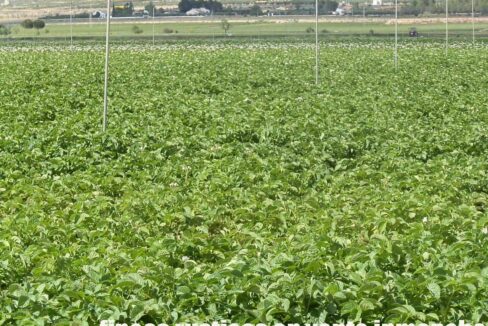 691_fincas-en-venta-43