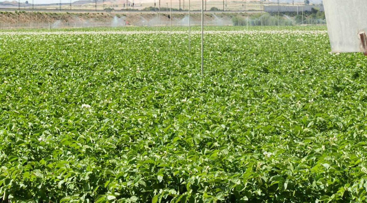 691_fincas-en-venta-44