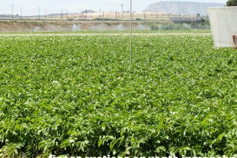 691_fincas-en-venta-44