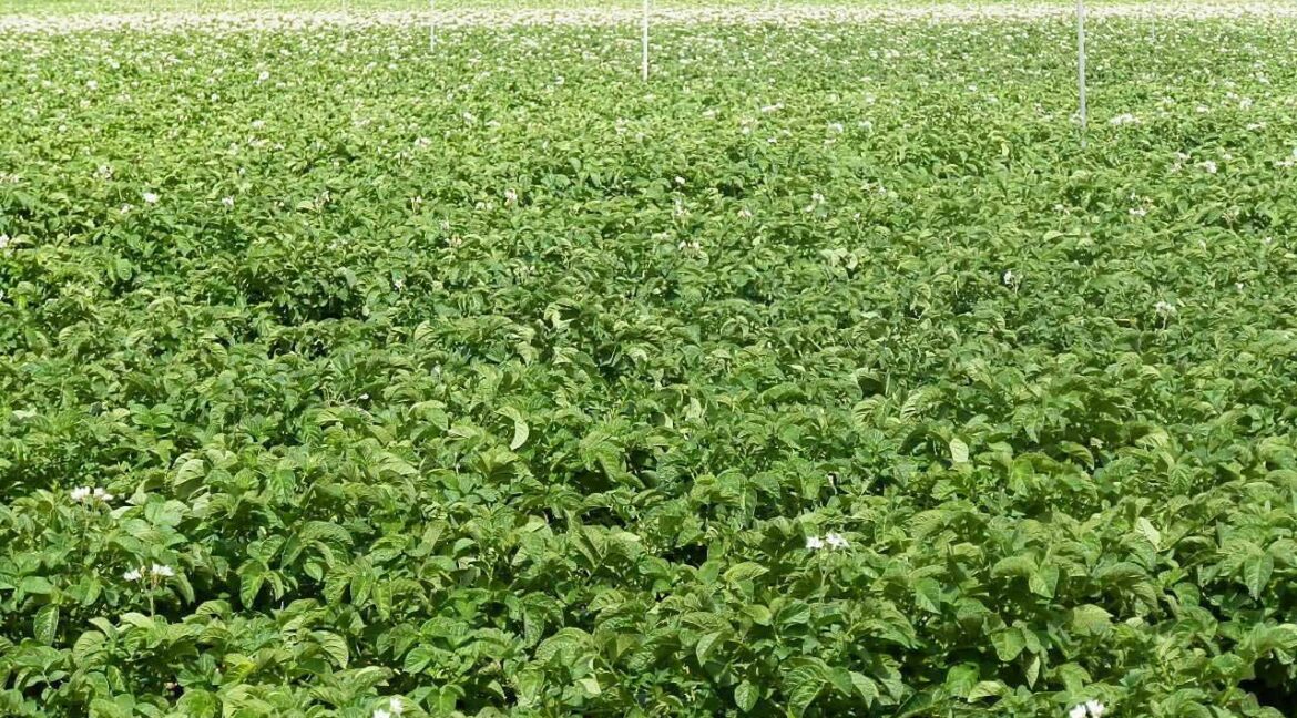 691_fincas-en-venta-45