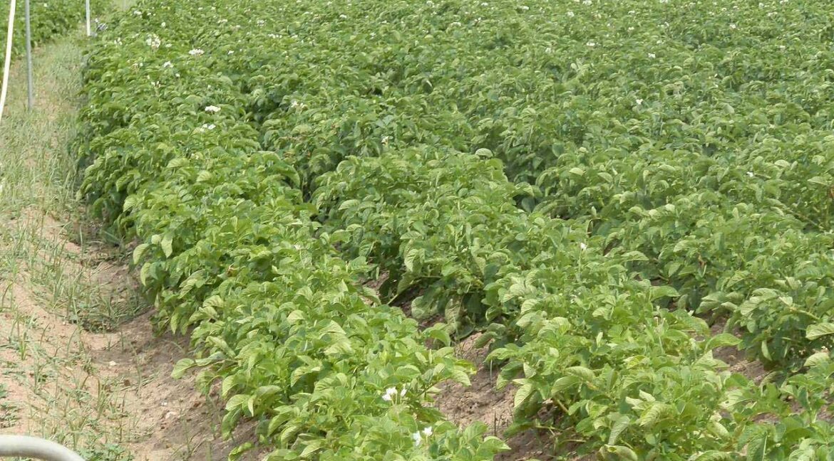 691_fincas-en-venta-46