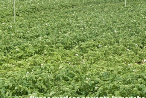 691_fincas-en-venta-51