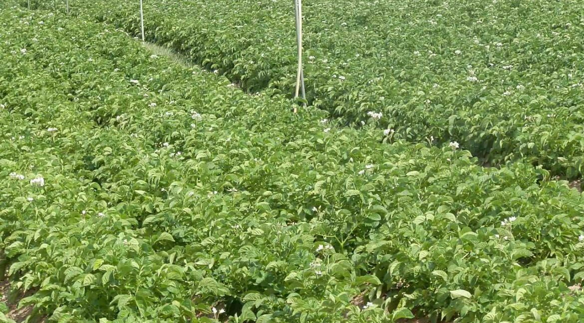 691_fincas-en-venta-52