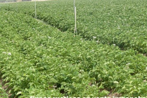 691_fincas-en-venta-52