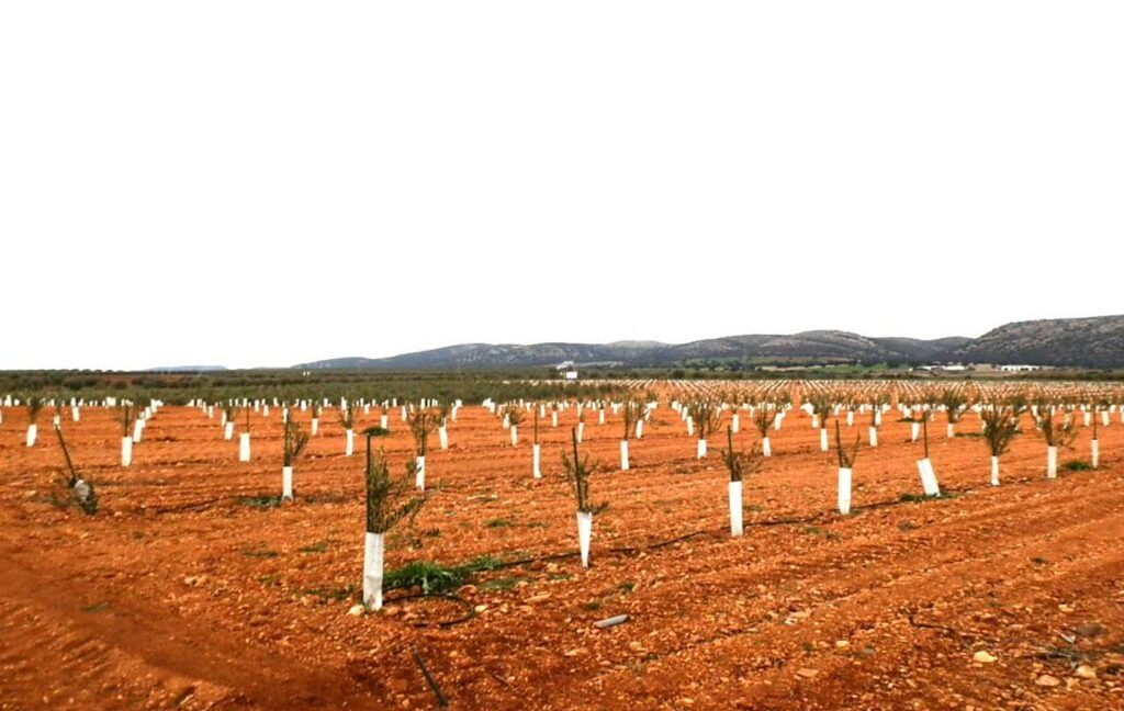 692_fincas-en-venta-0009