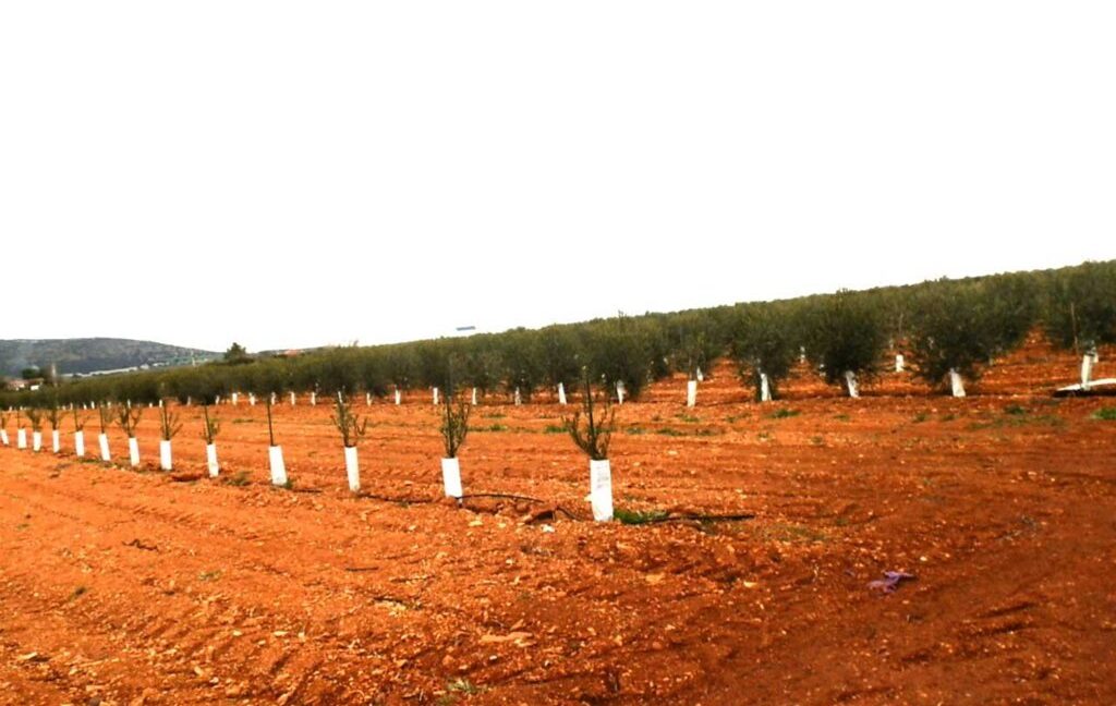 692_fincas-en-venta-0010