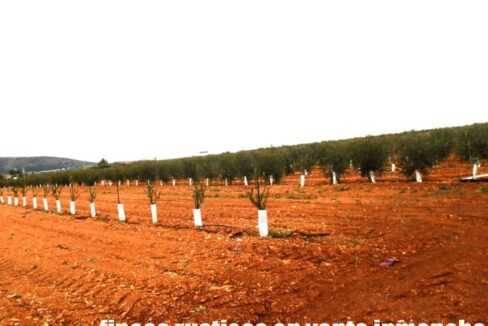 692_fincas-en-venta-0010