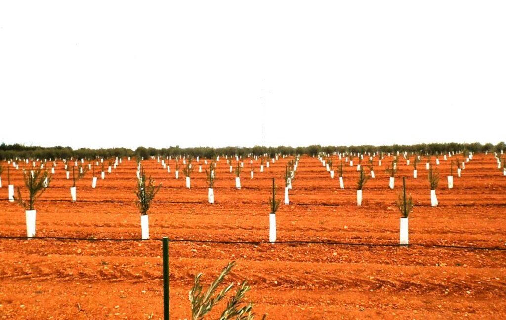 692_fincas-en-venta-0011