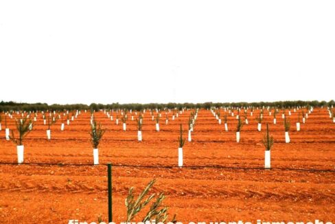 692_fincas-en-venta-0011