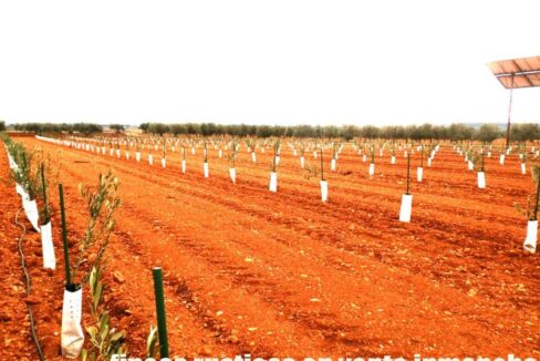 692_fincas-en-venta-0022