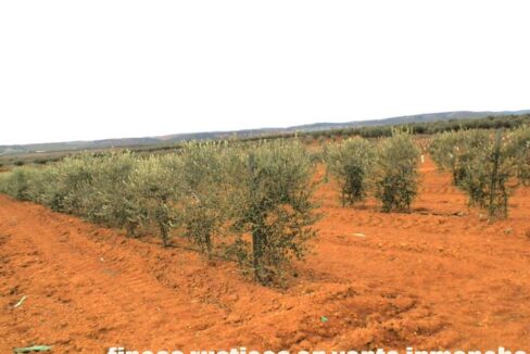 692_fincas-en-venta-0036