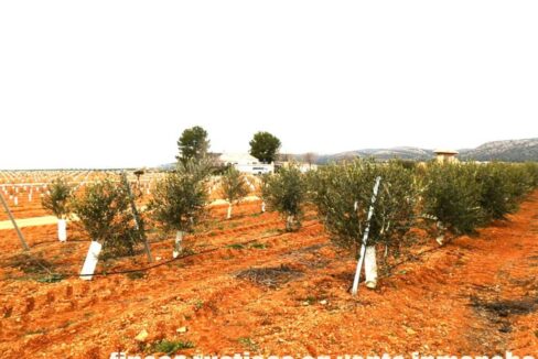 692_fincas-en-venta-0042