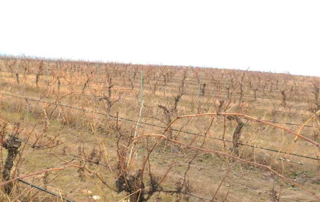 693_fincas-en-venta-017