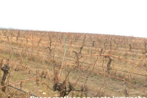 693_fincas-en-venta-017