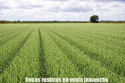 694_fincas-en-venta-3