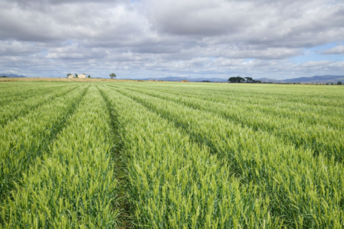 694_fincas-en-venta-4