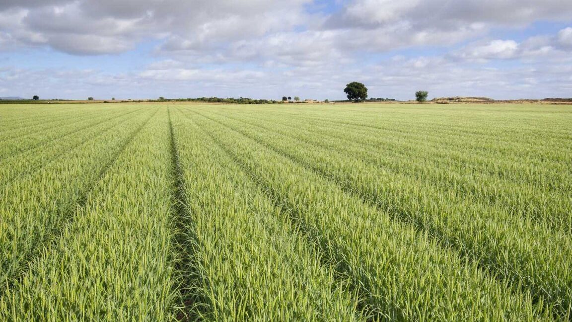 694_fincas-en-venta-5