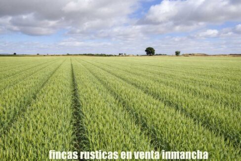 694_fincas-en-venta-5