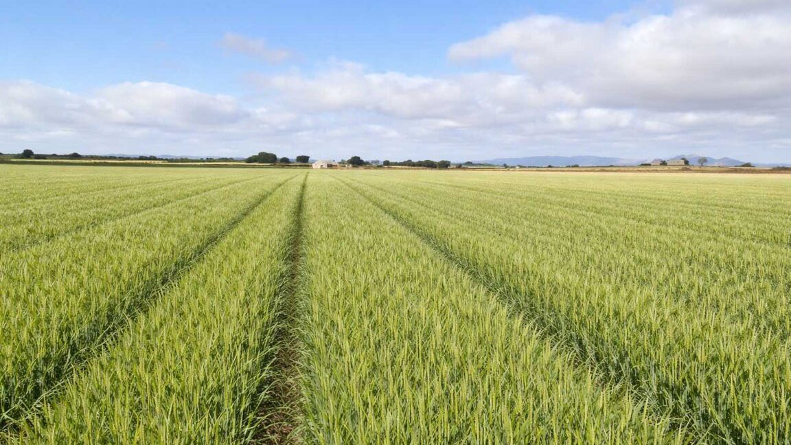 694_fincas-en-venta-7