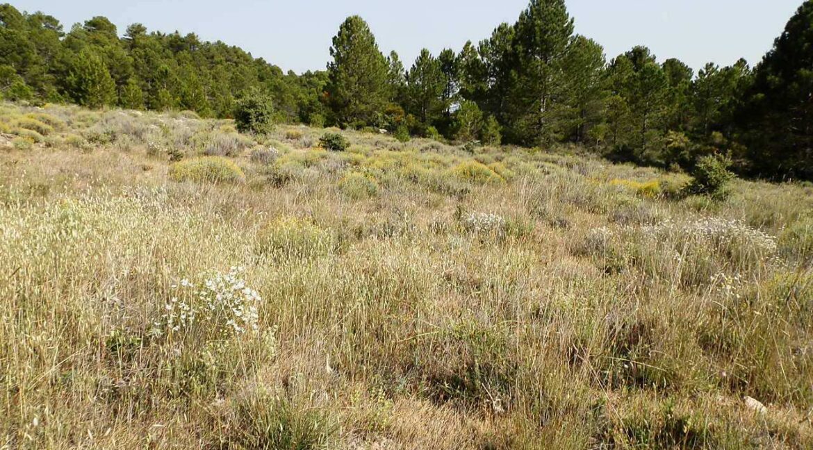 696_fincas-en-venta-14