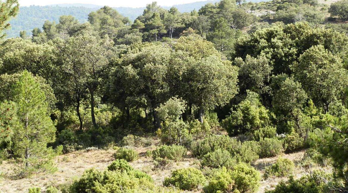 696_fincas-en-venta-30