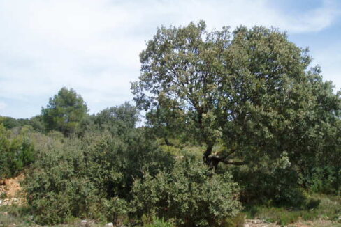 697_fincas-en-venta-13