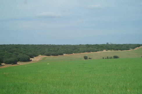 697_fincas-en-venta-7