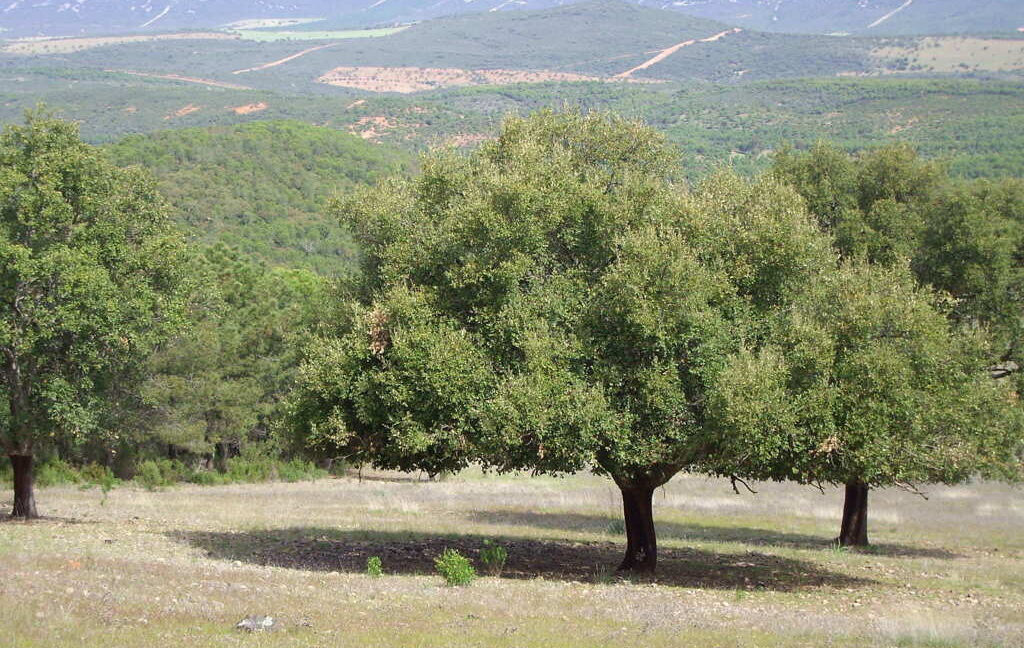 698_fincas-en-venta-15