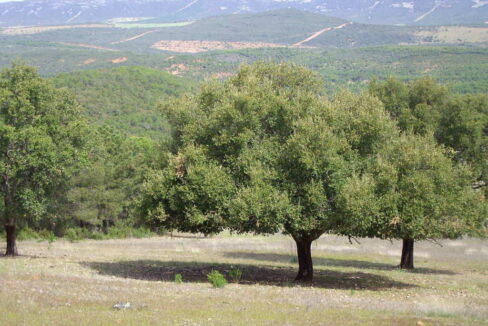 698_fincas-en-venta-15