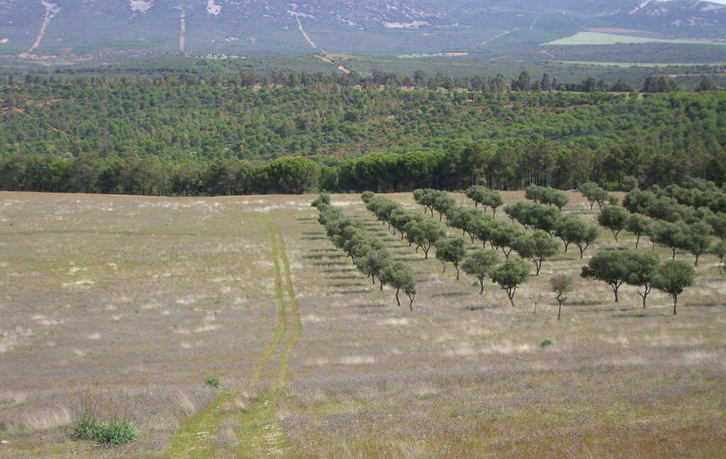 698_fincas-en-venta-16
