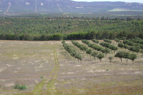 698_fincas-en-venta-16