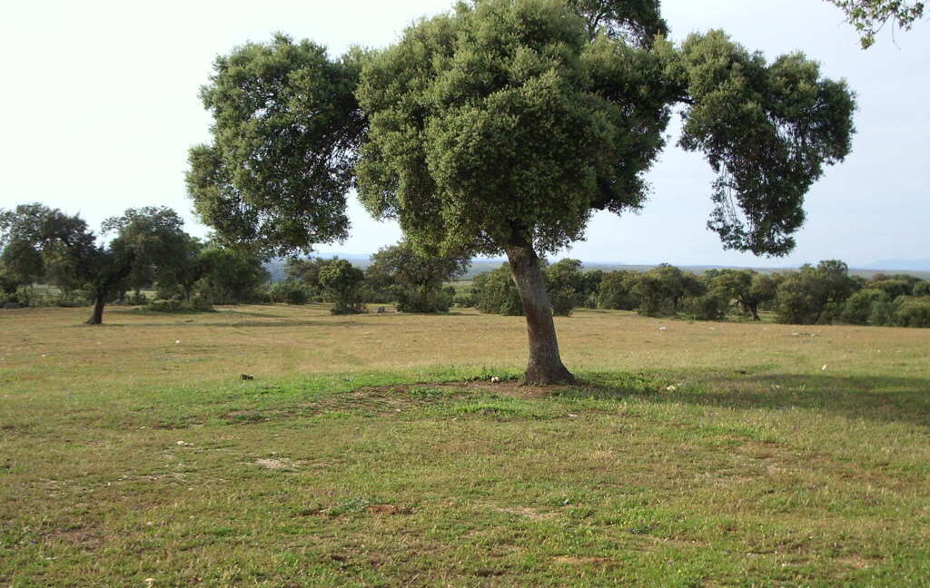 698_fincas-en-venta-39