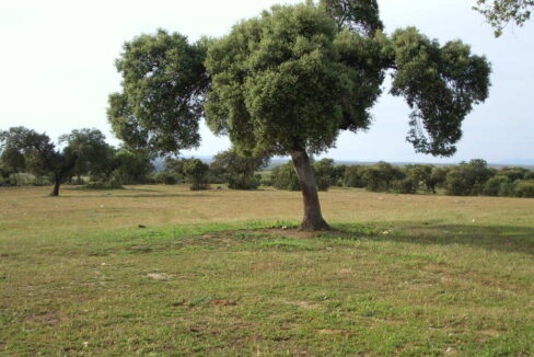 698_fincas-en-venta-39