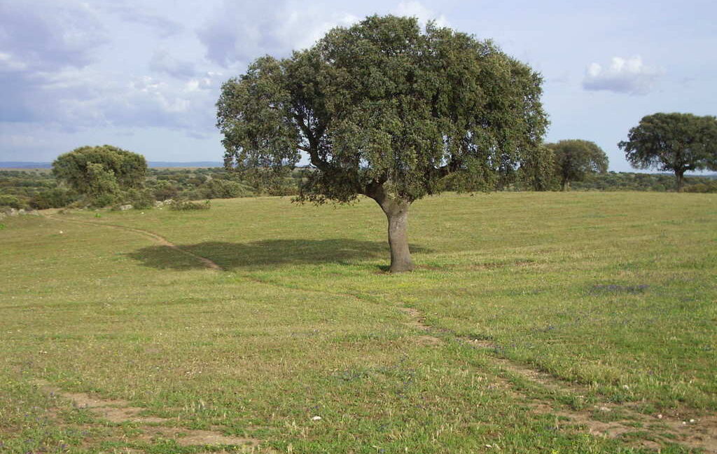 698_fincas-en-venta-43