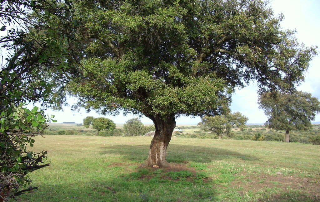 698_fincas-en-venta-44