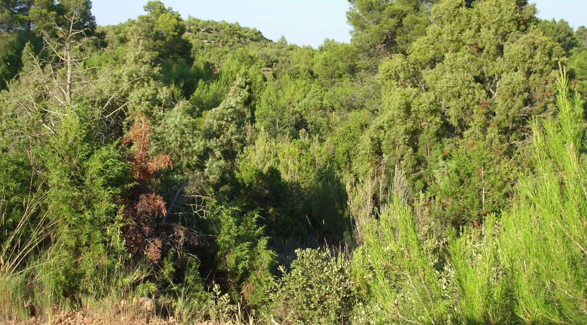 702_fincas-en-venta-1