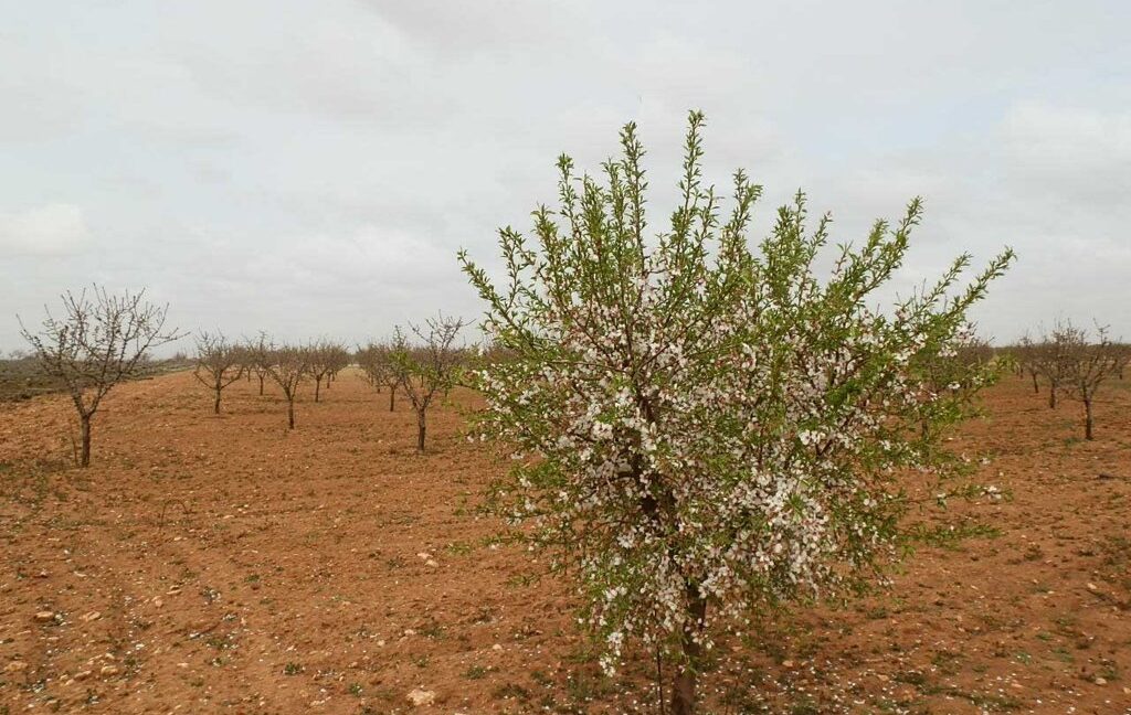 703_fincas-en-venta-0020