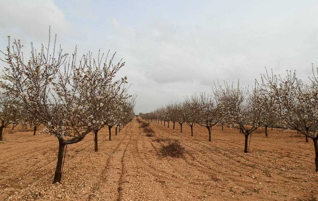 703_fincas-en-venta-0025